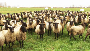 Поголовье овец романовской породы