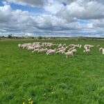 молочные овцы восточно-фризской породы